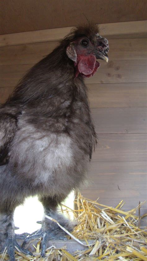 Aggressive Rooster - Silkie Breed. | BackYard Chickens - Learn How to Raise Chickens