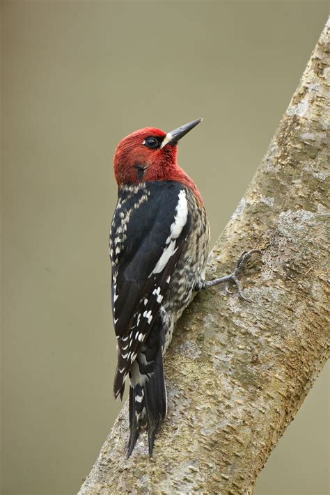 Drumming with Woodpeckers | BirdNote