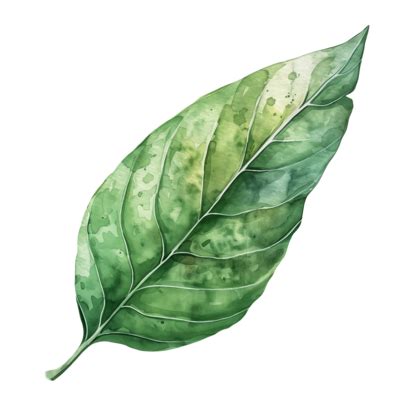 Nature Leaf Watercolor PNGs for Free Download