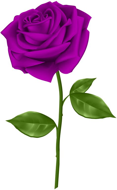 Purple Rose Transparent PNG Clip Art | Gallery Yopriceville - High-Quality Images and ...