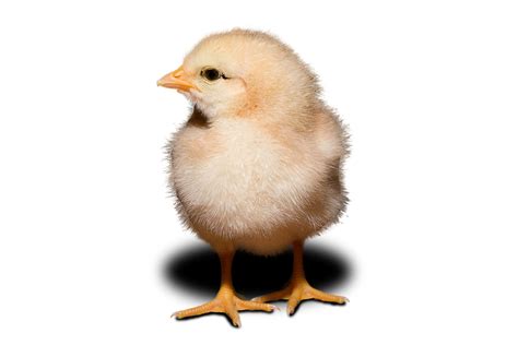 File:Day old chick white background.jpg - Wikimedia Commons