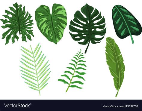 Tropical leaves Royalty Free Vector Image - VectorStock