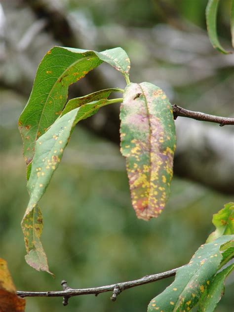 What Causes Peach Rust – Tips For Preventing Peach Rust Problems