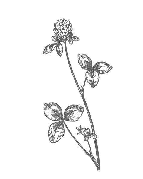 Red Clover Drawing Clipart Free Stock Photo - Public Domain Pictures