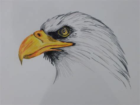 Flying Eagle Pencil Drawing at GetDrawings | Free download