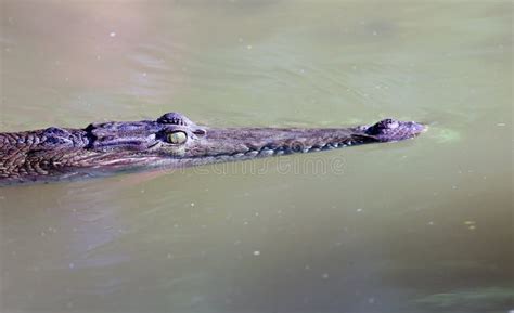 Crocodile at Beach in Tamarindo Beach Costa Rica Stock Photo - Image of crocodilia, tamarindo ...