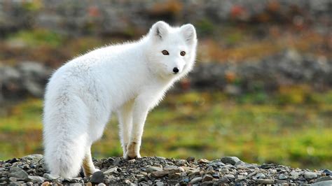 Arctic Fox Wallpapers Images Photos Pictures Backgrounds