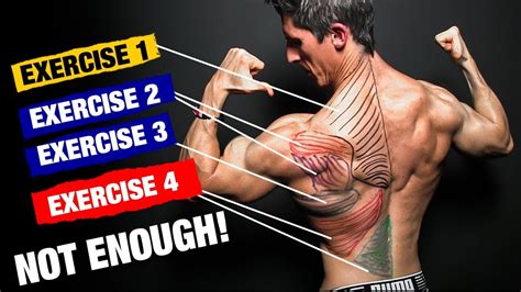 Back Muscle Workout Diagram | Blog Dandk