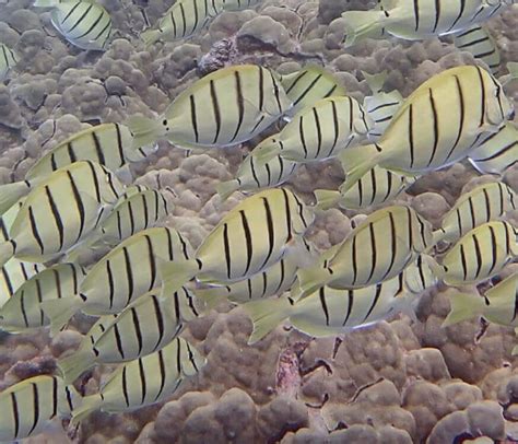 Snorkeling in Napili Bay, Maui