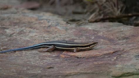 Blue Tailed Skink Care Guide (Needs & FAQs Explained + Pics)