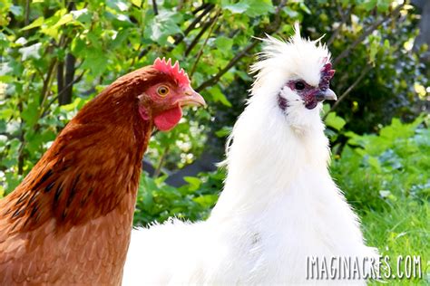 7 Interesting Facts About Silkie Chickens - ImaginAcres