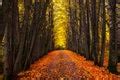 Image of autumn leaves | CreepyHalloweenImages