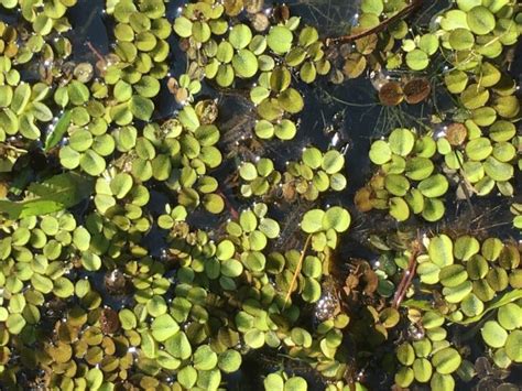 Pond Weeds Control: How to Kill Weeds and Get Rid of Algae [Upd. 2024]