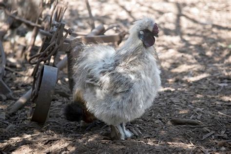 Do Silkie Roosters Crow? What You Need To Know! | Pet Keen