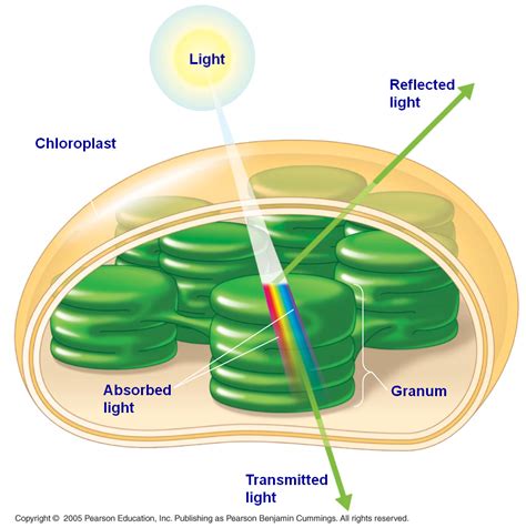 Featured Biology Answers | Socratic