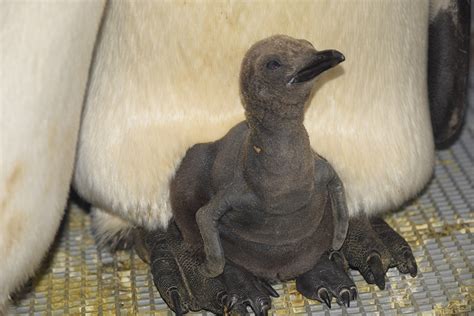 The Detroit Zoo Has an Adorable Baby King Penguin Thanks to the Cincinnati Zoo | Culture ...