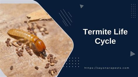 Understanding the Complex Termite Life Cycle | Sayonara Pests