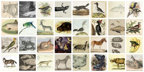 Endangered And Extinct Species Of Animals