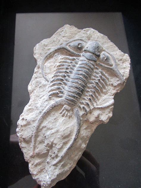 Trilobite ? - Fossil ID - The Fossil Forum