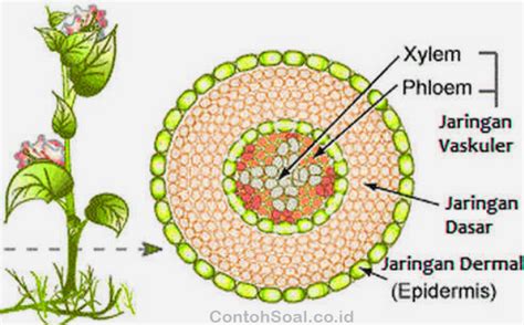 Jaringan Pengangkut Pada Tumbuhan - Fungsi, Jenis dan Struktur