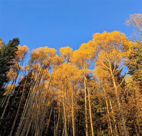 Fall colors in Aspen, Colorado [OC] [1638x2048] : r/EarthPorn