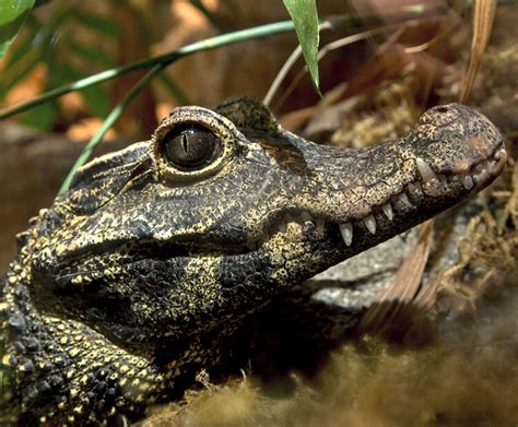 African dwarf crocodile | San Diego Zoo Kids