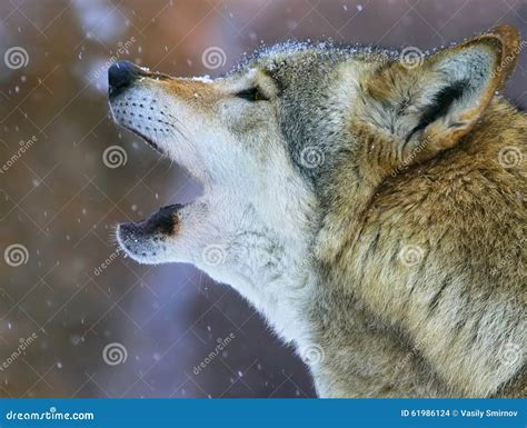 Song Wolf Full Face View. A Wolf Female Wolf Howls Howling, Screaming Lifting Its Muzzle Upwards ...