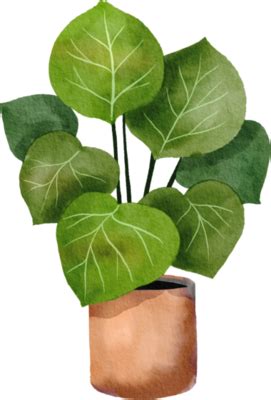 Plant Watercolor Drawing PNGs for Free Download