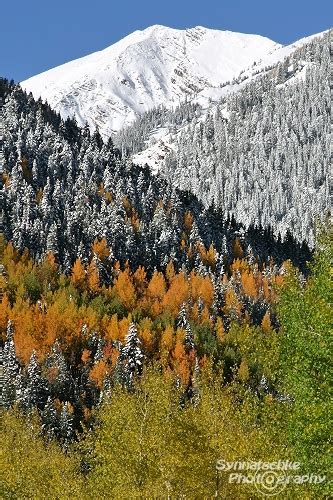 Aspen Fall Colors | Fall Foliage | Colorado | USA | Synnatschke Photography