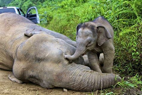 Wild Adventure - Central Borneo island: 10 Borneo Pygmy Elephants poisoned