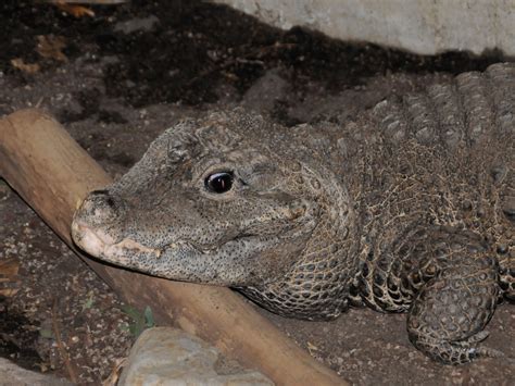 The Online Zoo - African Dwarf Crocodile