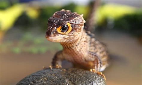 Crocodile Skink Habitat