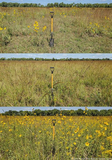 The Prairie Ecologist | Essays, photos, and discussion about prairie ecology, restoration, and ...