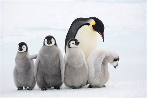 Top 10 facts about emperor penguins - WWF.CA