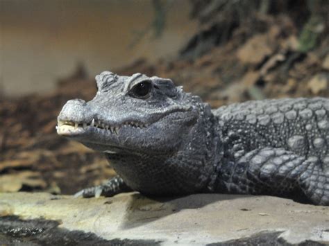 The Online Zoo - African Dwarf Crocodile