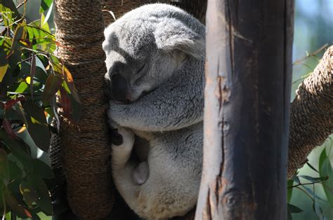 Edit free photo of Koala,bear,animal,wild animal,cute - needpix.com