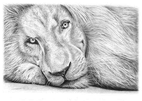 Lion Drawing Line Art Pencil Black And White Clipart Lion Flyclipart | The Best Porn Website