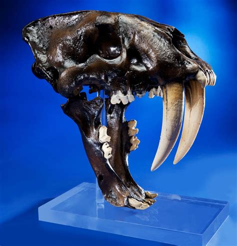 Giant Asian Saber Toothed Cat Skull | Prehistoric animals, Fossils, Animal skulls