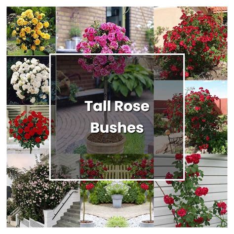 How to Grow Tall Rose Bushes - Plant Care & Tips | NorwichGardener