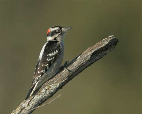 birdnote q&a: woodpecker drumming - A Way To Garden