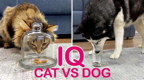 How Intelligent Are Cats Compared To Dogs