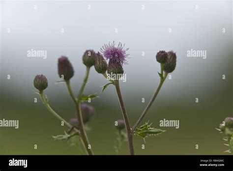 creeping thistle Stock Photo - Alamy