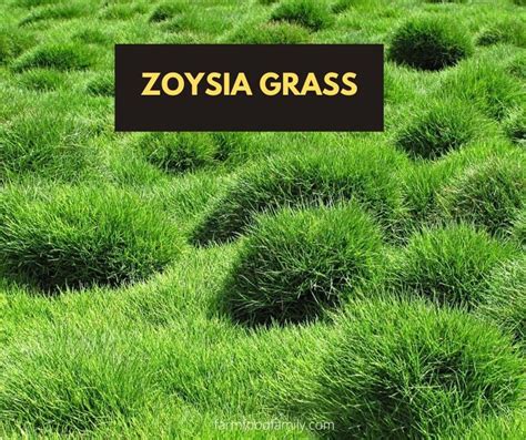 43 Different Types Of Lawn Grass For Your Yard (Names & Pictures) | Types of grass, Lawn grass ...