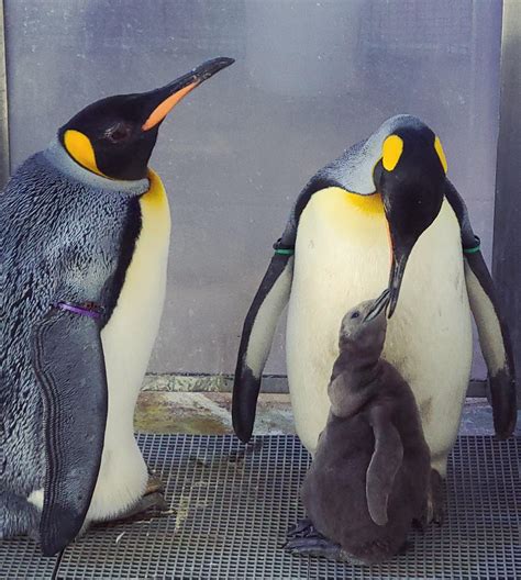 King Penguin Chick - Cincinnati Zoo & Botanical Garden