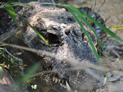 African Dwarf Crocodile | Alexandria Zoo