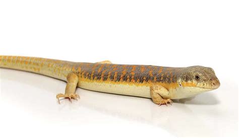 Schneider’s Skink For Sale - Pet City Houston