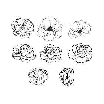 Hand Drawn Flowers PNG Transparent Images Free Download | Vector Files | Pngtree