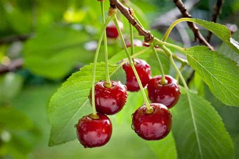 Bing Cherry Tree Leaves