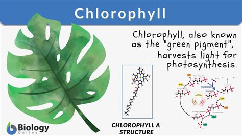 Chlorophyll Definition and Examples - Biology Online Dictionary