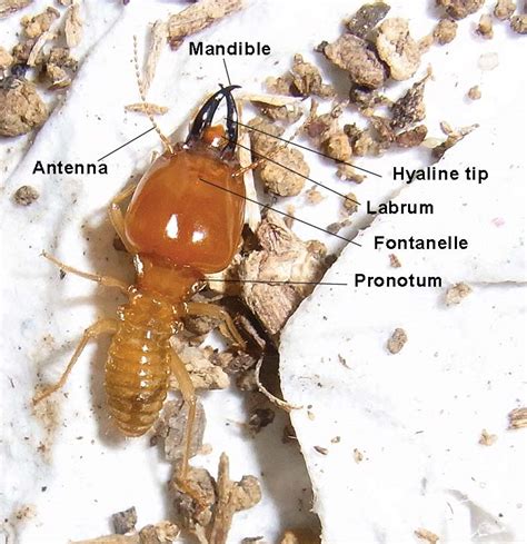 Termite anatomy in species identification - Termite Web